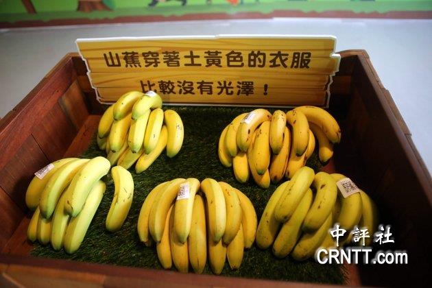日本天皇御用的香蕉,過去都是由南投集集鎮生產 日本天皇御用的香蕉,過去都是由南投集集鎮生產