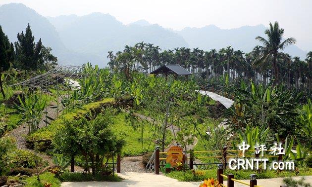 南投集集鎮是中台灣香蕉的重要產地,在田野間有許多香蕉園。 南投集集鎮是中台灣香蕉的重要產地,在田野間有許多香蕉園。