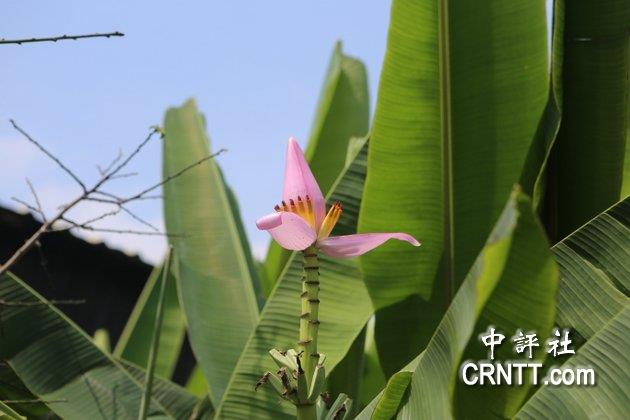 香蕉大家都吃過,香蕉花可能大家都沒看過,形狀就像是蓮花一樣。 香蕉大家都吃過,香蕉花可能大家都沒看過,形狀就像是蓮花一樣。